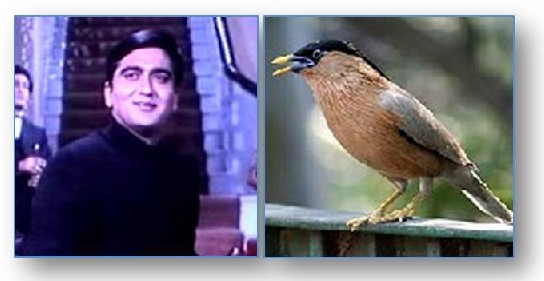 Sunil Dutt and brahminy myna Sunil Dutt and brahminy myna