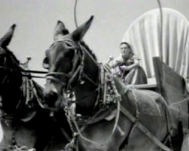 Driving a mule team across the desert