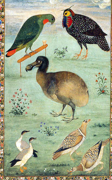 Dodo, by Ustad Mansur