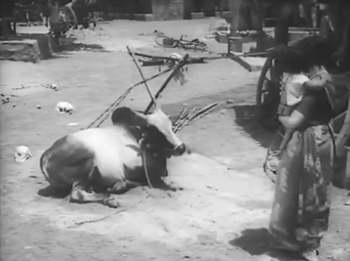 Padma puts a bull in its place