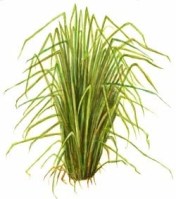 The fragrant vetiver or khus, the roots of which were (and are) used to make 'khus tatties'.