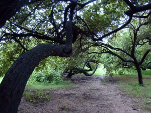 A reminder of what Mughal gardens were all about: large ber trees at Shalimar.