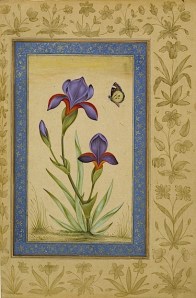 A Mughal miniature, a study of irises. 