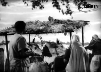 Bhola takes away Hori's oxen