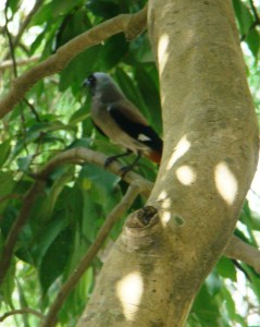 Local denizens: a bird in a tree at The Glasshouse.