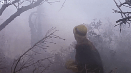 Susan is chased by a triffid