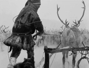 The climax, with a hundred reindeer in full flow