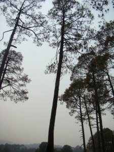 View from near the golf course at Ranikhet. 