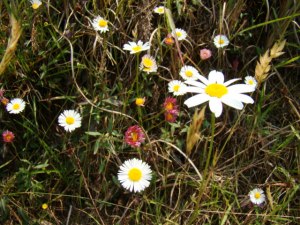 Daisies in the grass. At Chaubatia Gardens. 