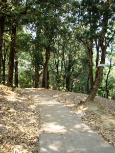 In Chaubatia Gardens: a path leads through pine and oak woods.