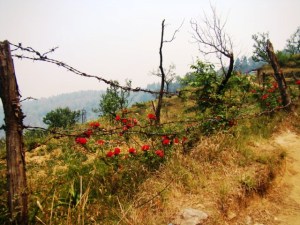 Chaubatia Gardens: red roses, a wire fence, and apple trees.