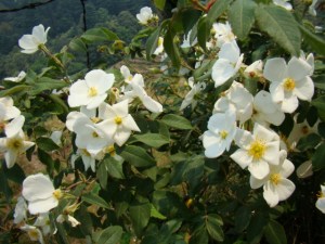 Wild roses at Chaubatia.