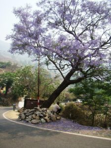 A jacaranda tree in full bloom, on the way up to Ranikhet.