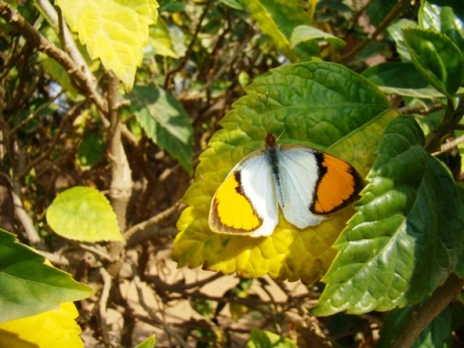 At The Bagh, a white orangetip butterfly.